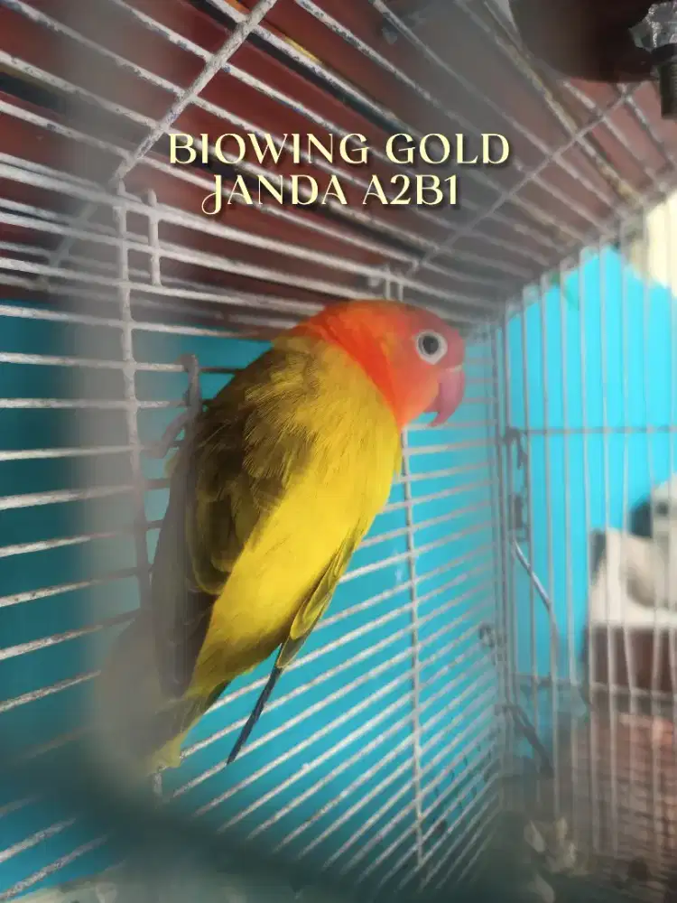 Lovebird Biola Ewing Gold