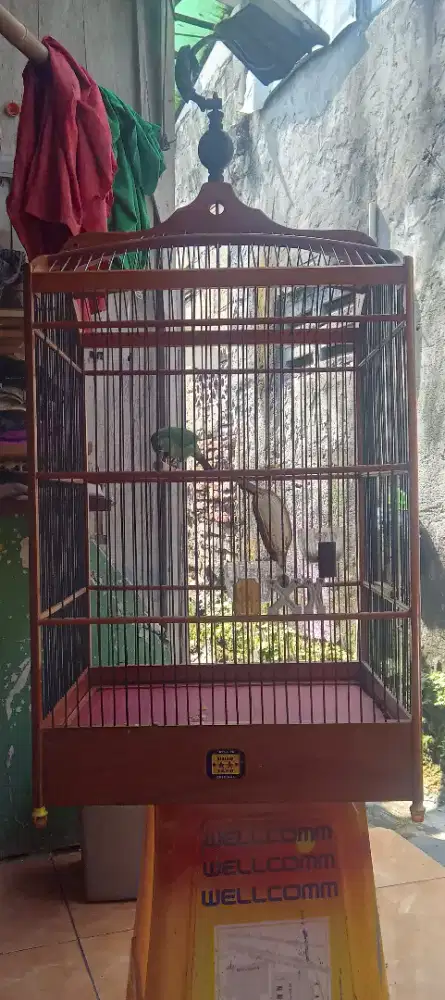 Burung murai fulset barter muray