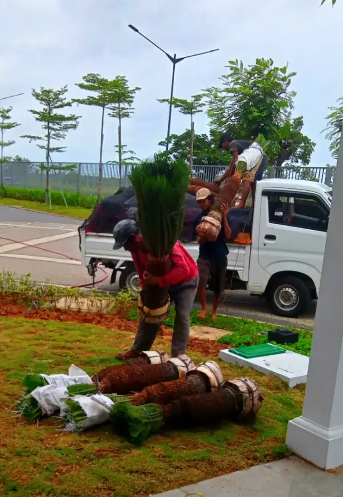 Jual Tanaman Hias * Harga Proyek