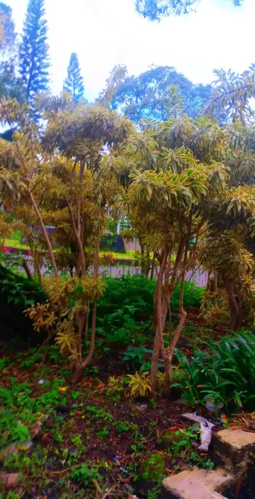 Jual Tanaman Song Of India