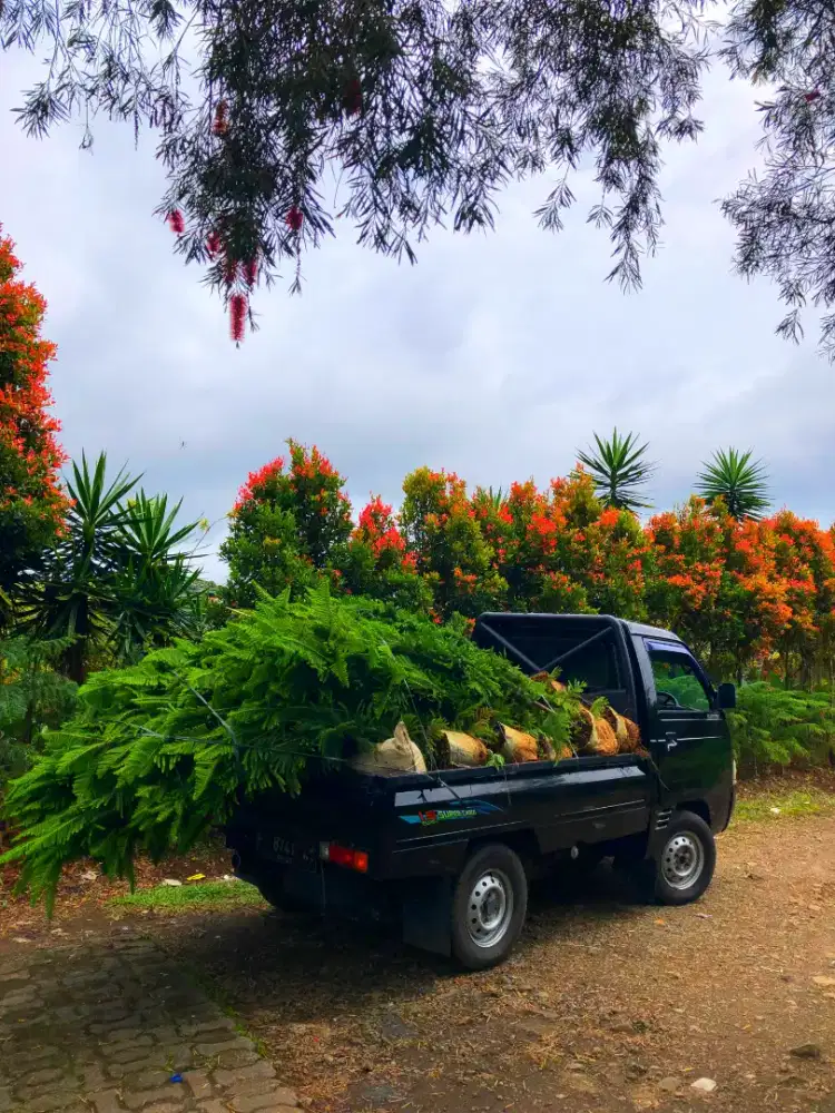 Tanaman Cemara Norflok tinggi 1.5 meter