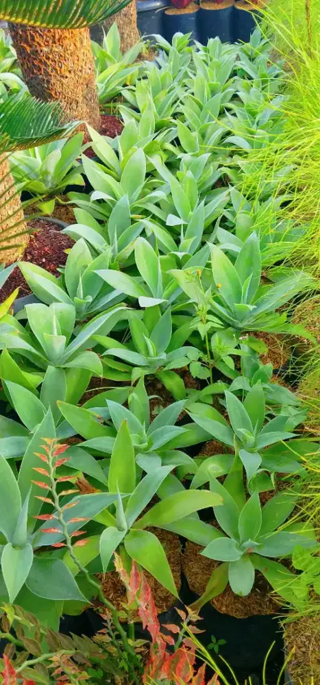 Tanaman Siklok | Jual tanaman