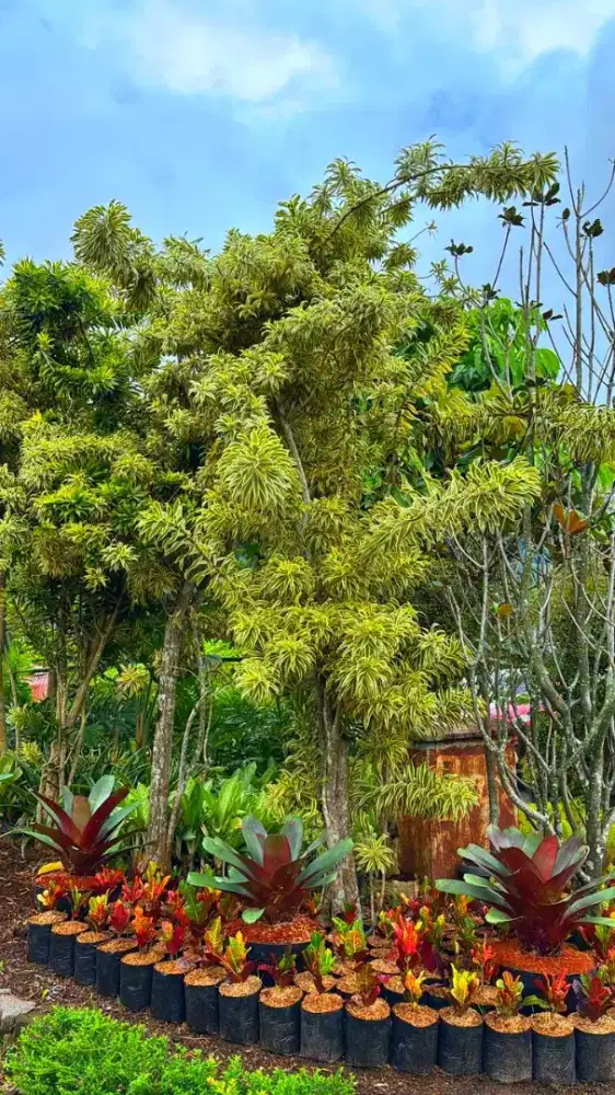 Tanaman Song of India tinggi 3 meter