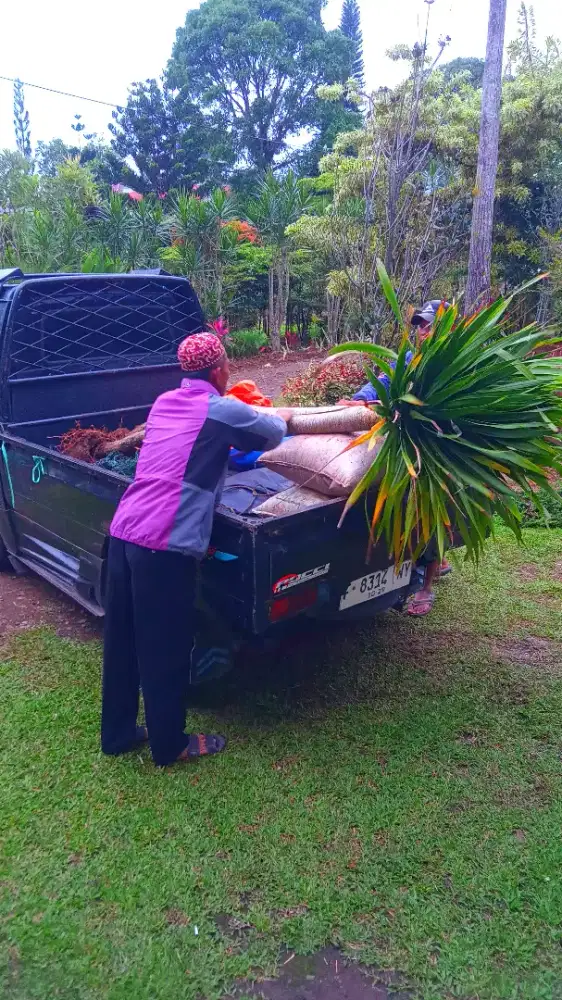 Jual Tanaman buat Taman