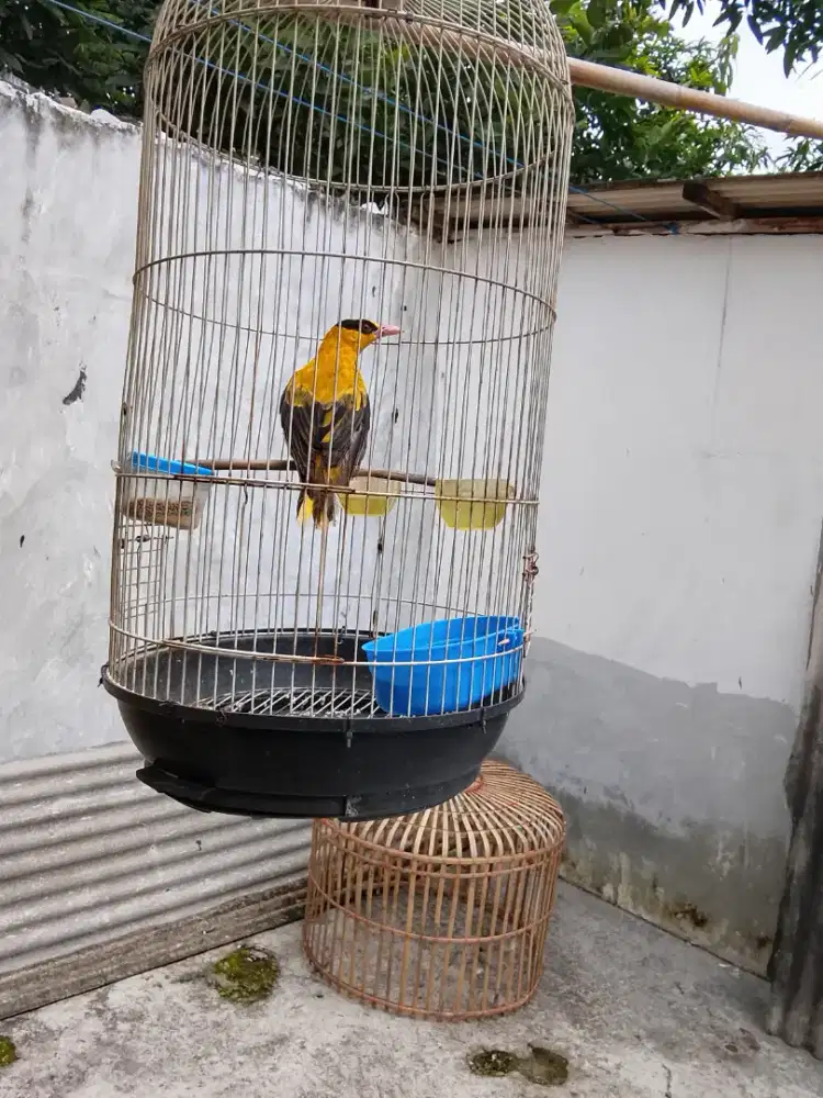 Burung kepodang