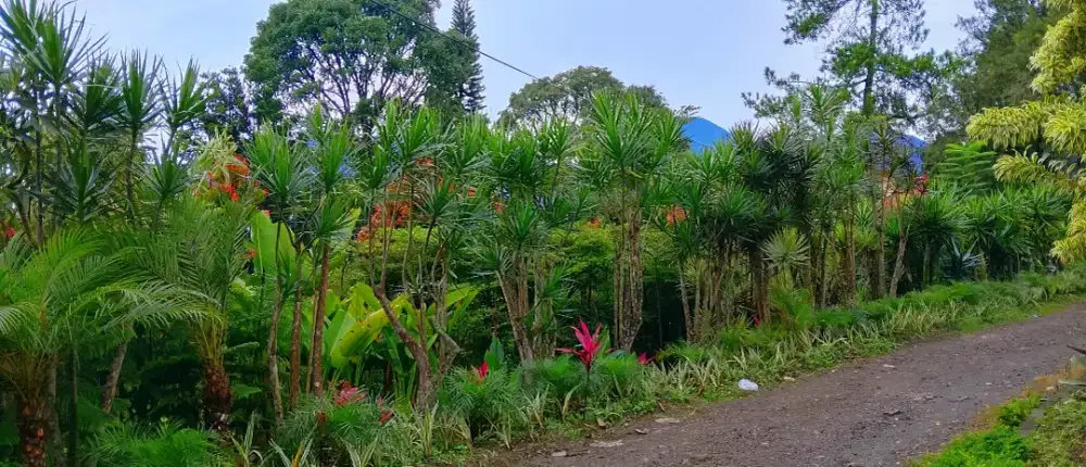 Tanaman Yucca tinggi 2 meter