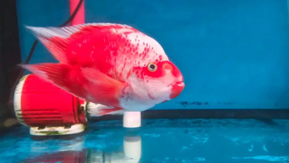 Ikan Parrot Parot Santa No Tail