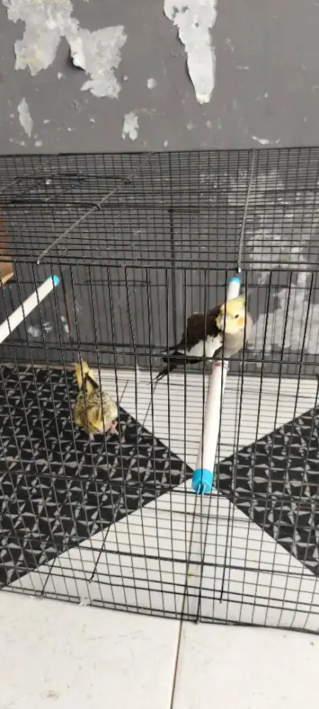 Sepasang falk indukan produksi