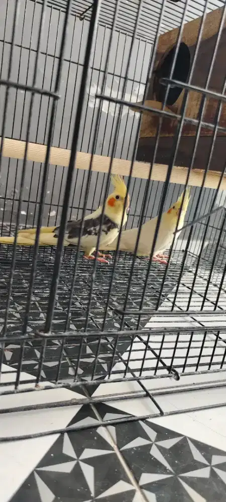 Sepasang falk indukan produksi