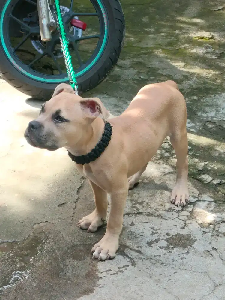 Dijual American Bully pocket - FAWN MASK