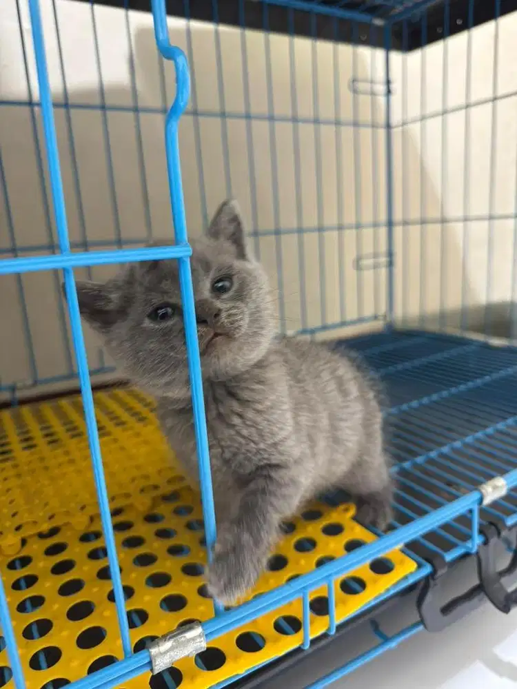Jual kitten bsh