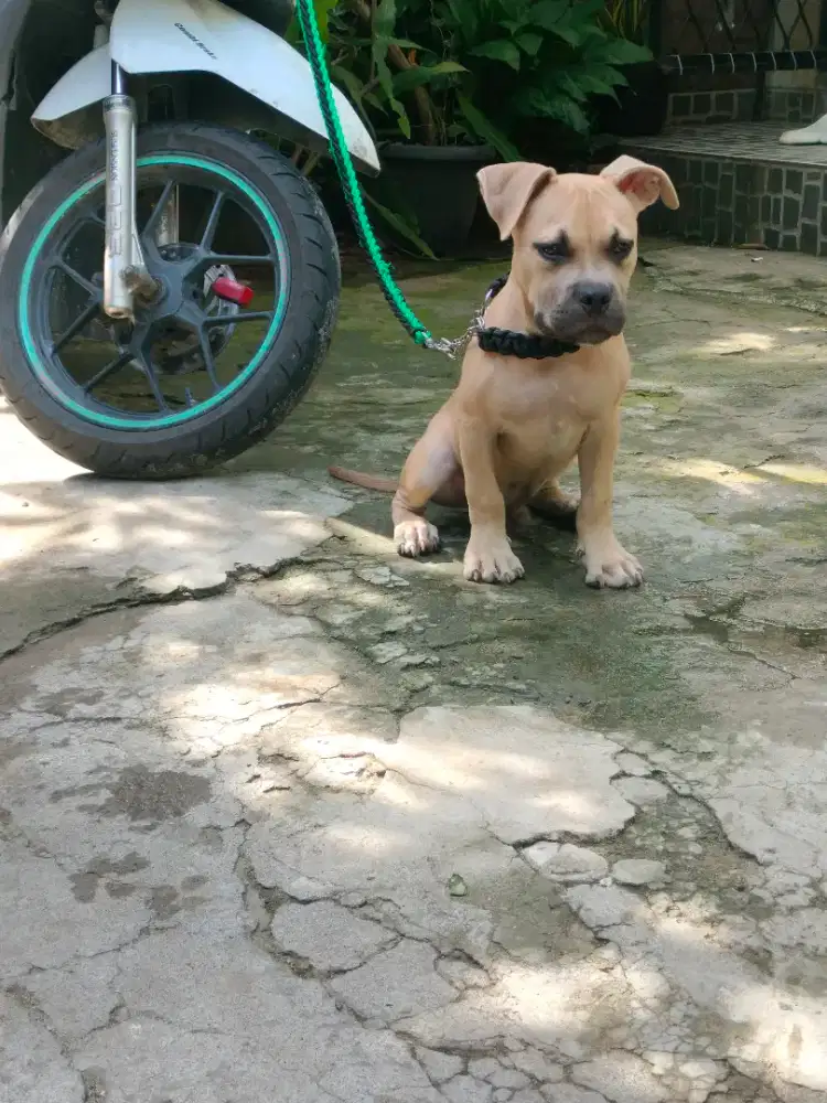Dijual American Bully pocket - FAWN MASK