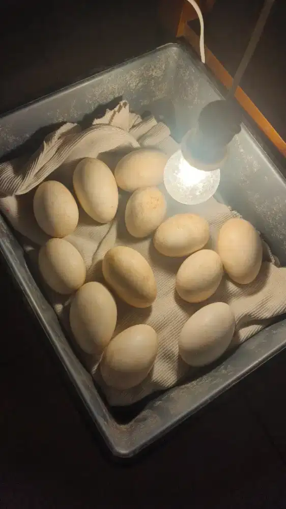 Telur Angsa/Soang Fresh