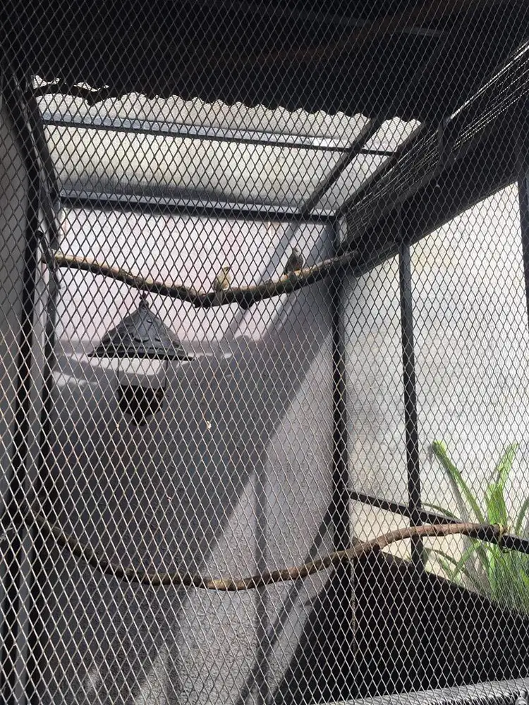 Burung Cucak Rowo Sepasang DNA