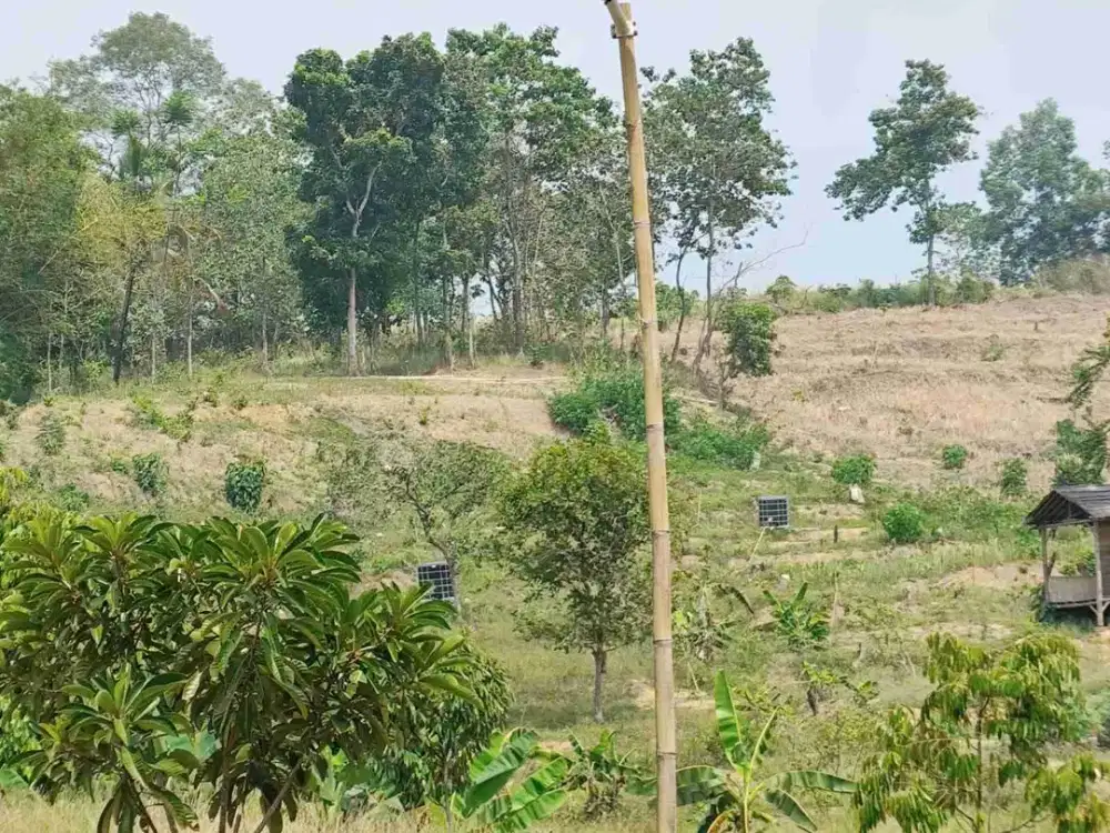 Dijual Murah Harga NJOP Tanah Kavling Lokasi Prospek Jangka panjang bisa Untuk Villa atau perkebunan Jonggol Bogor