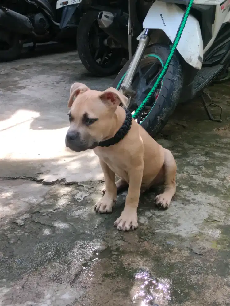Dijual Pure American Bully pocket - FAWN MASK