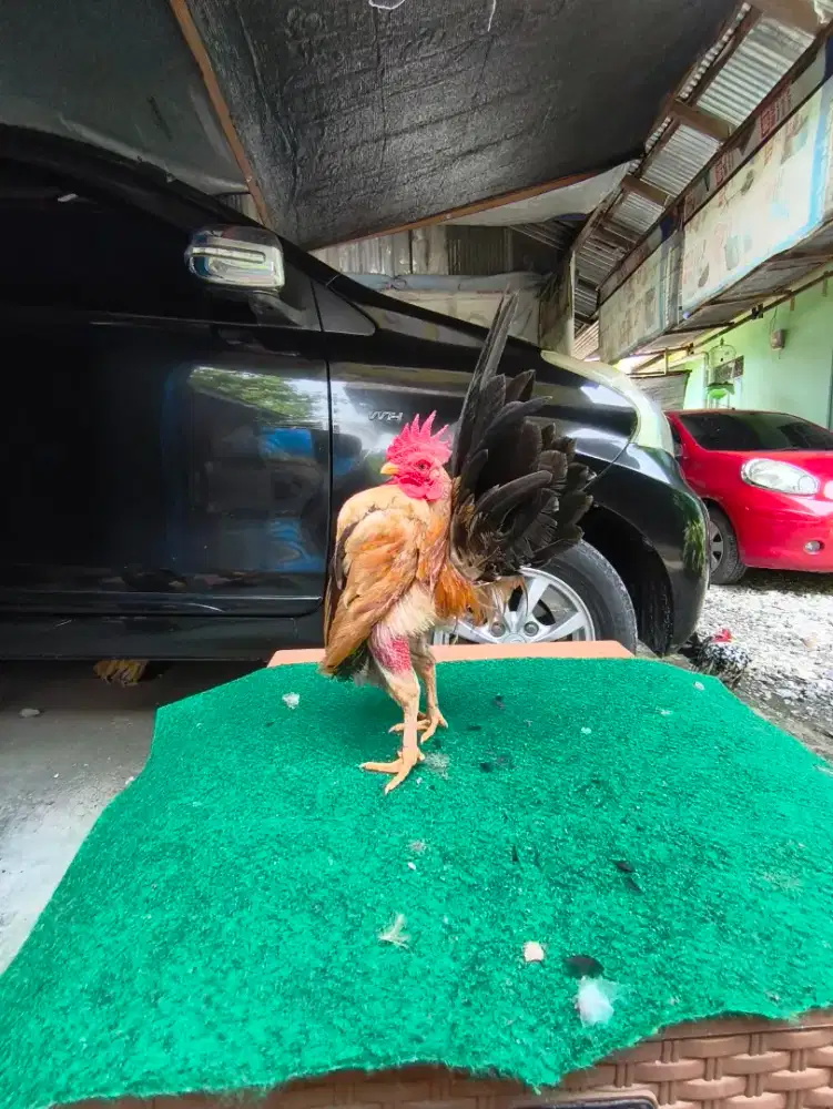 Anakan serama berbagai umur