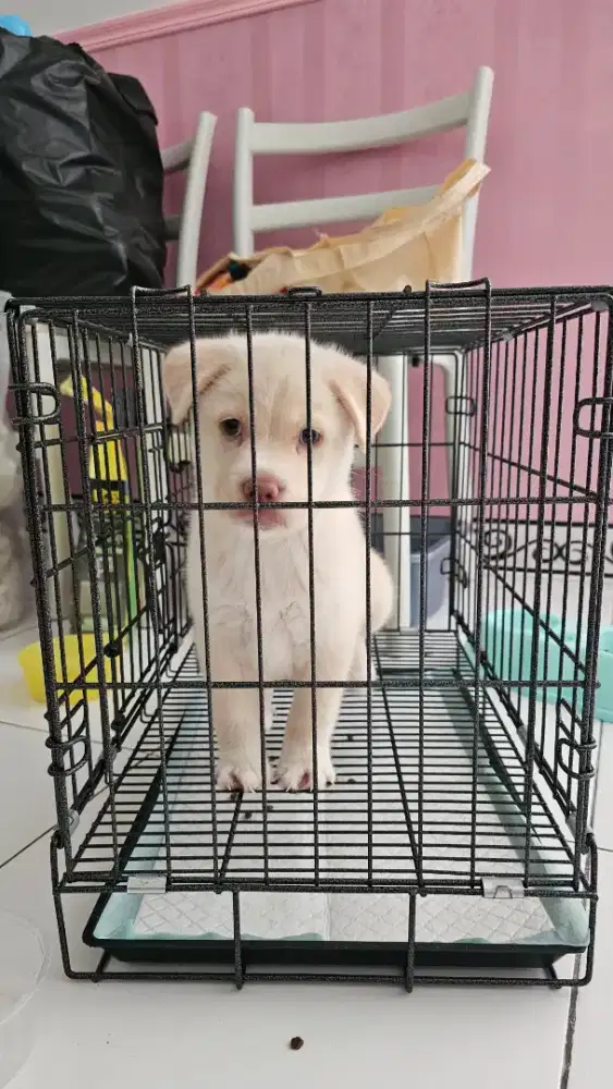 Anjing labrador retriever