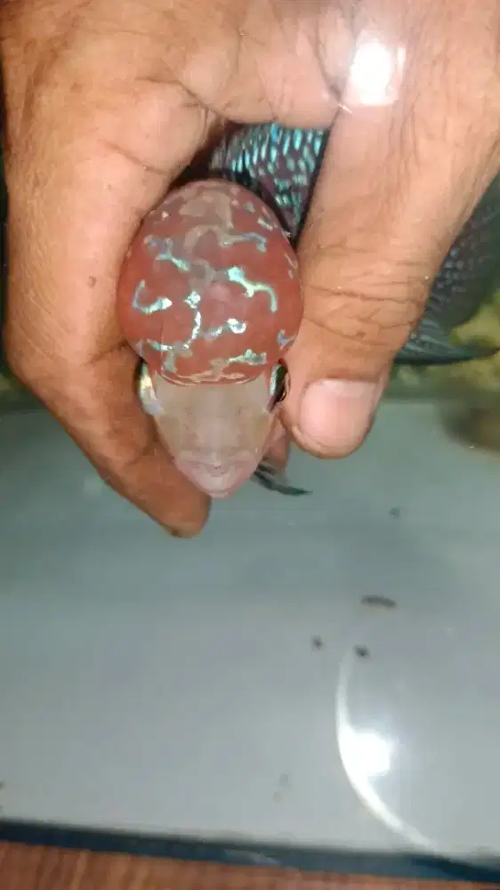 Louhan betina sudah buang telur