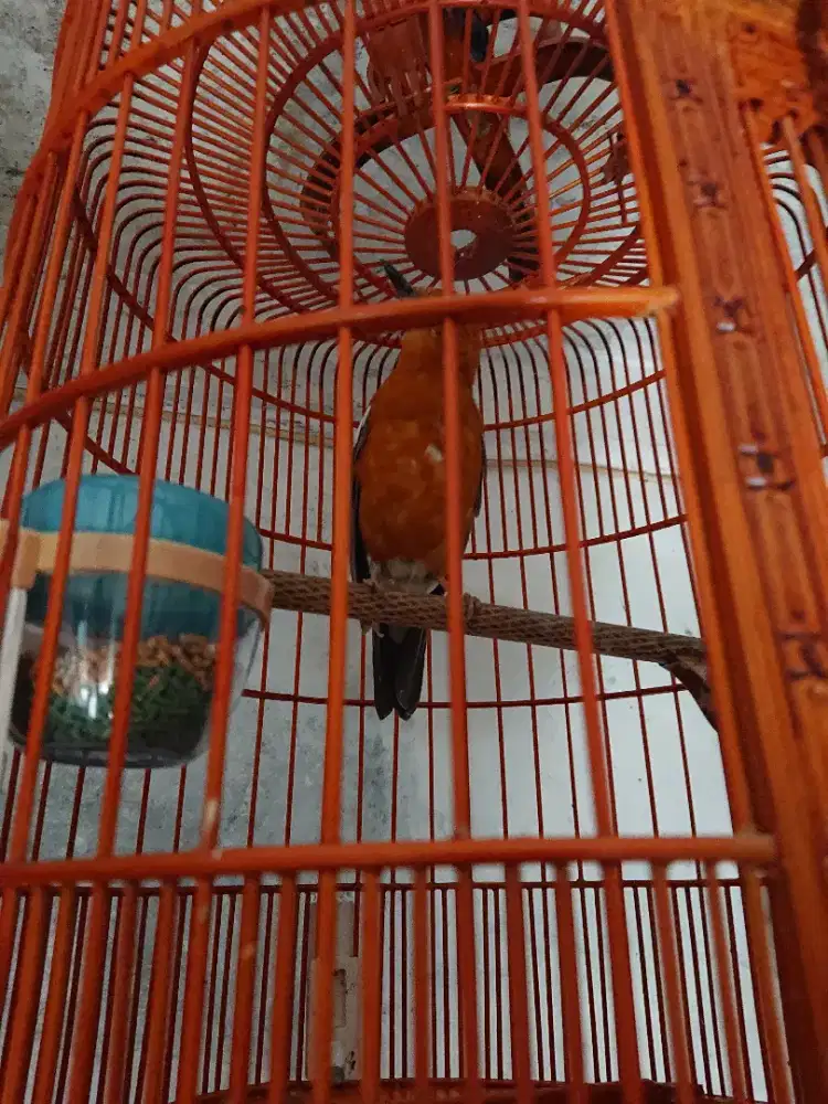 Anis merah dan kembang fs mulus ngeriwik