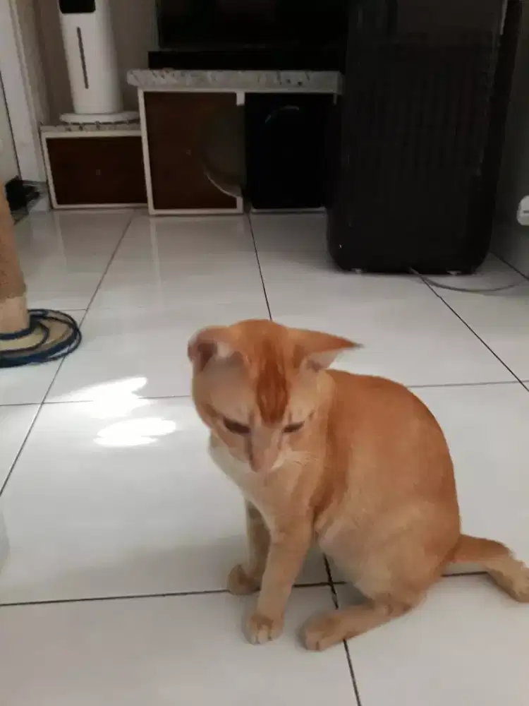 Dicari art perempuan muslim menginap