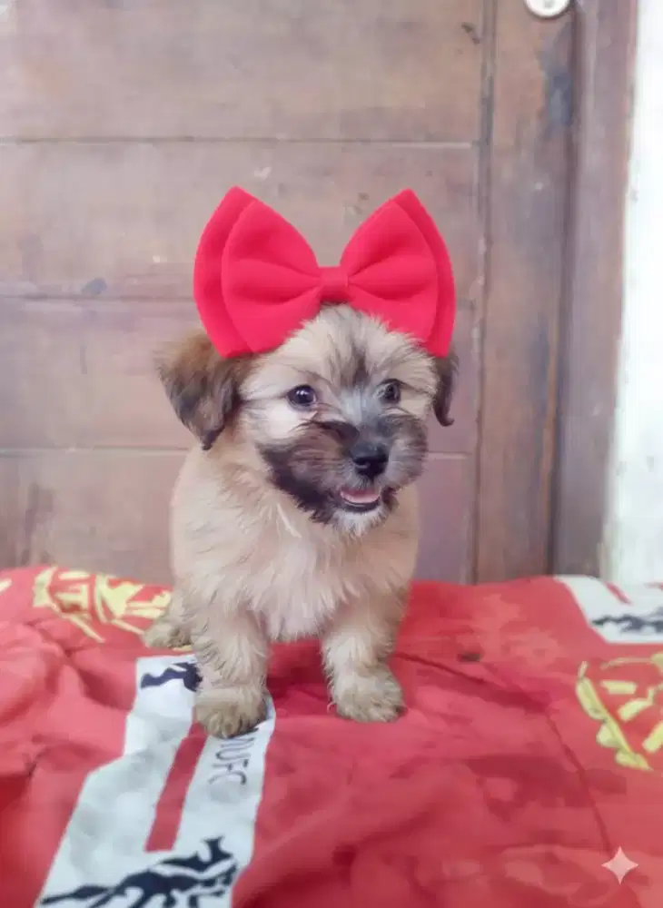 Puppy shintzhu mix martis 2 bln