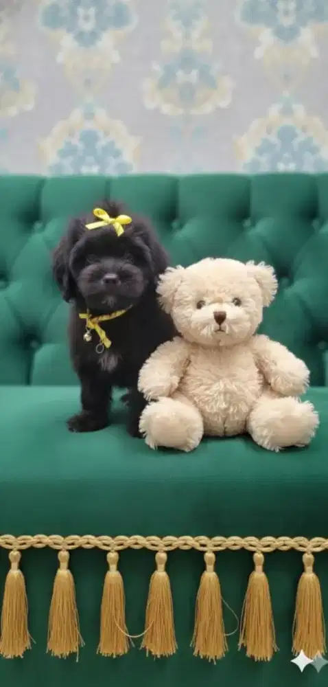 Maltis mic shintzhu betina 6bulan