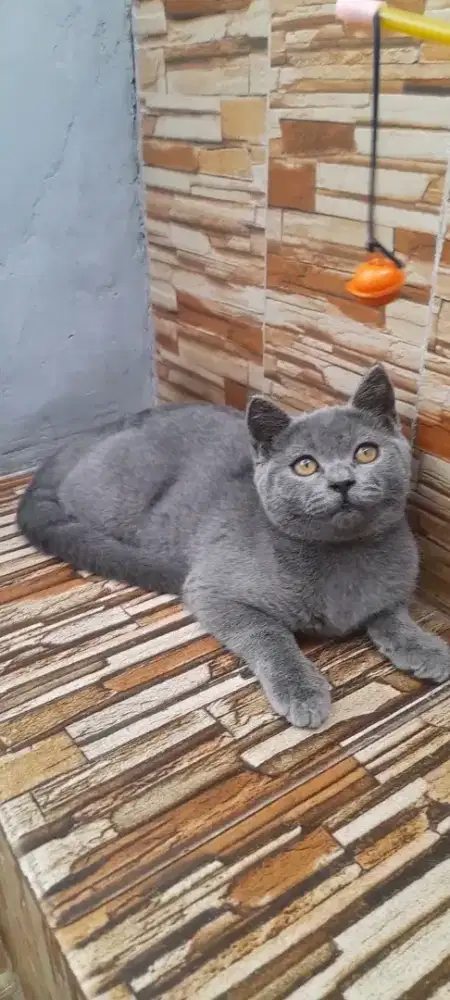Kitten British shorthair