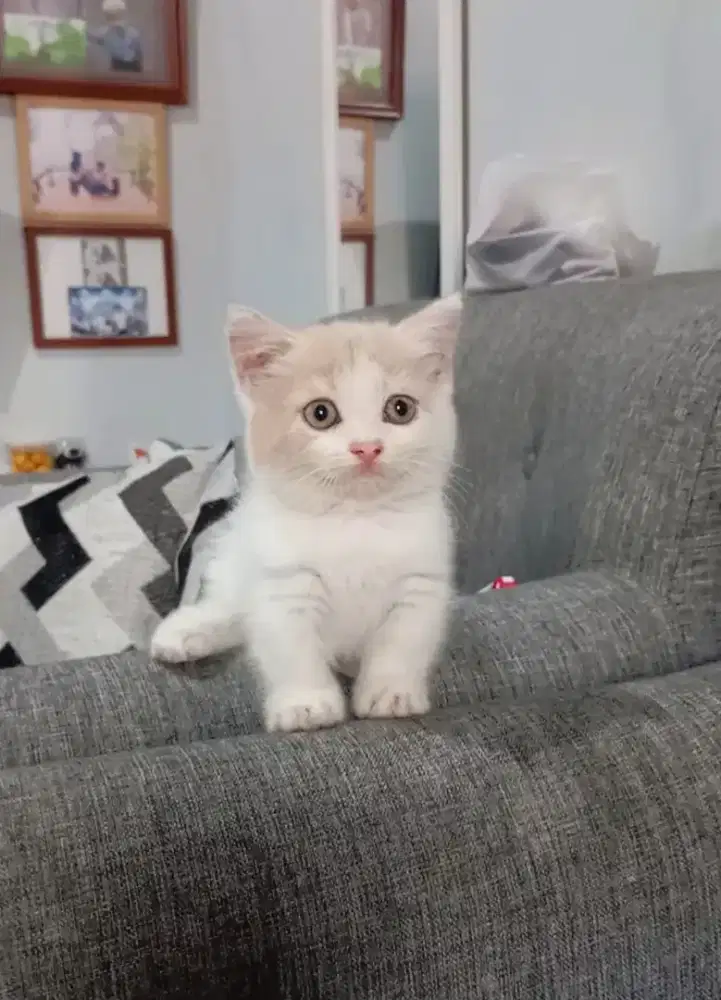 MUNCHKIN BSH CREAM BICOLOUR