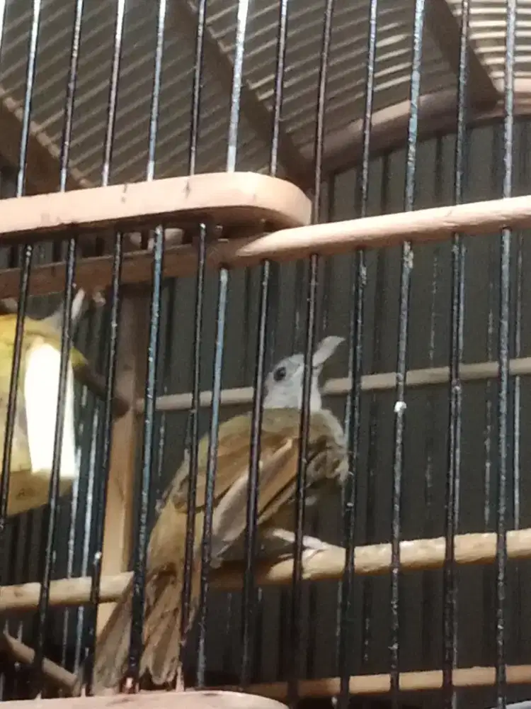 Burung kapas tembak burja