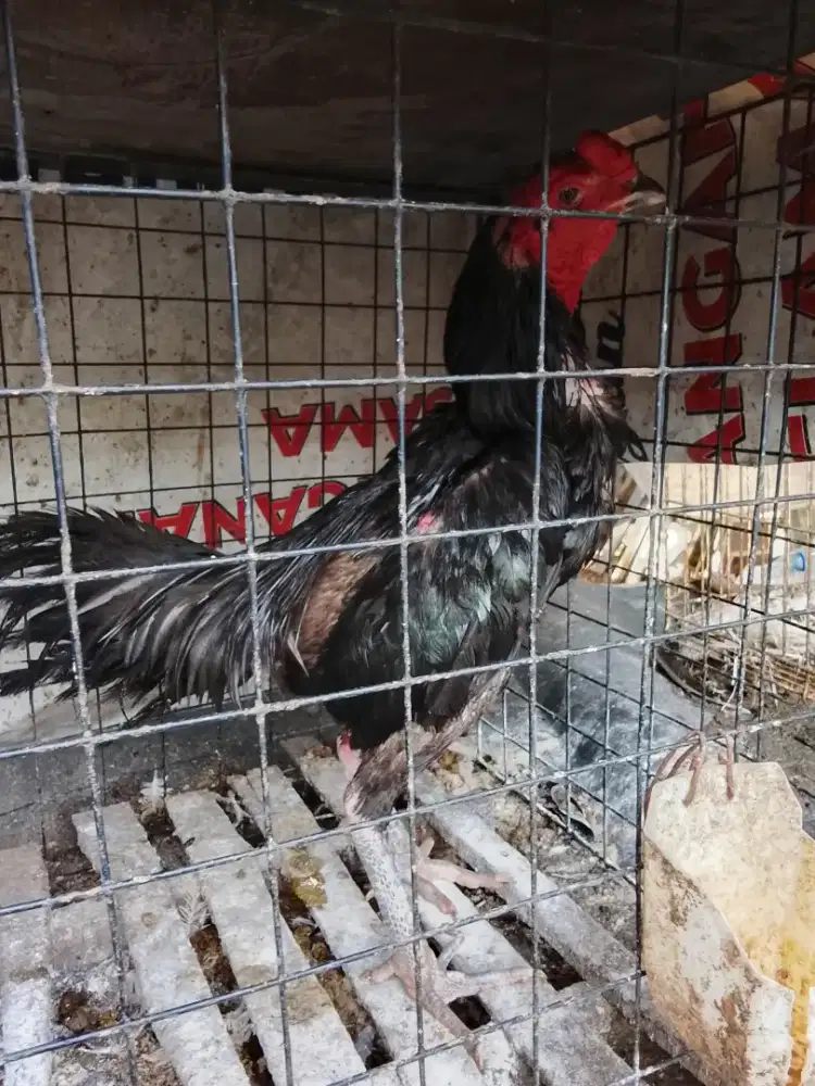 Kumbang tembus kaki dan mata