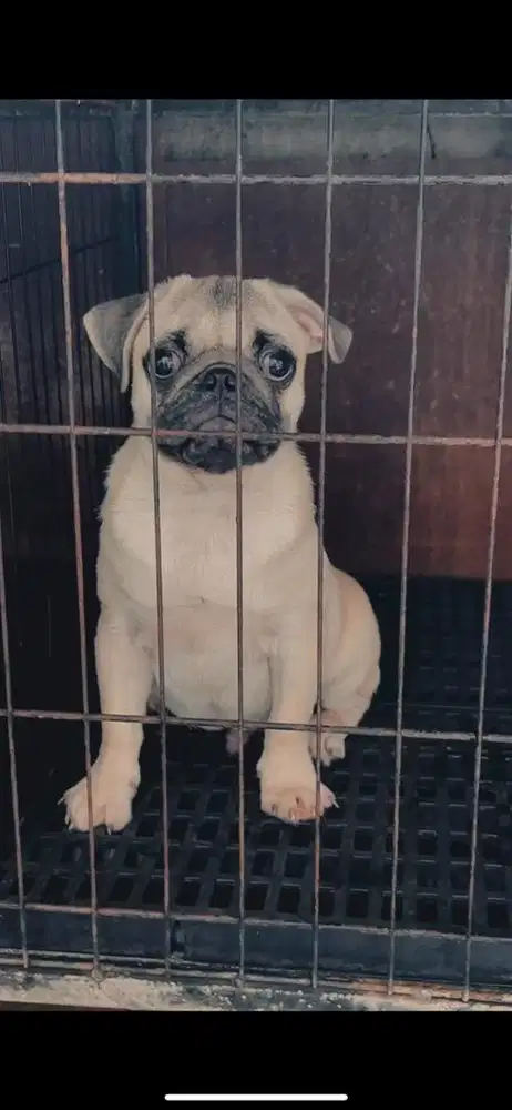 Puppy pug 3 bulan