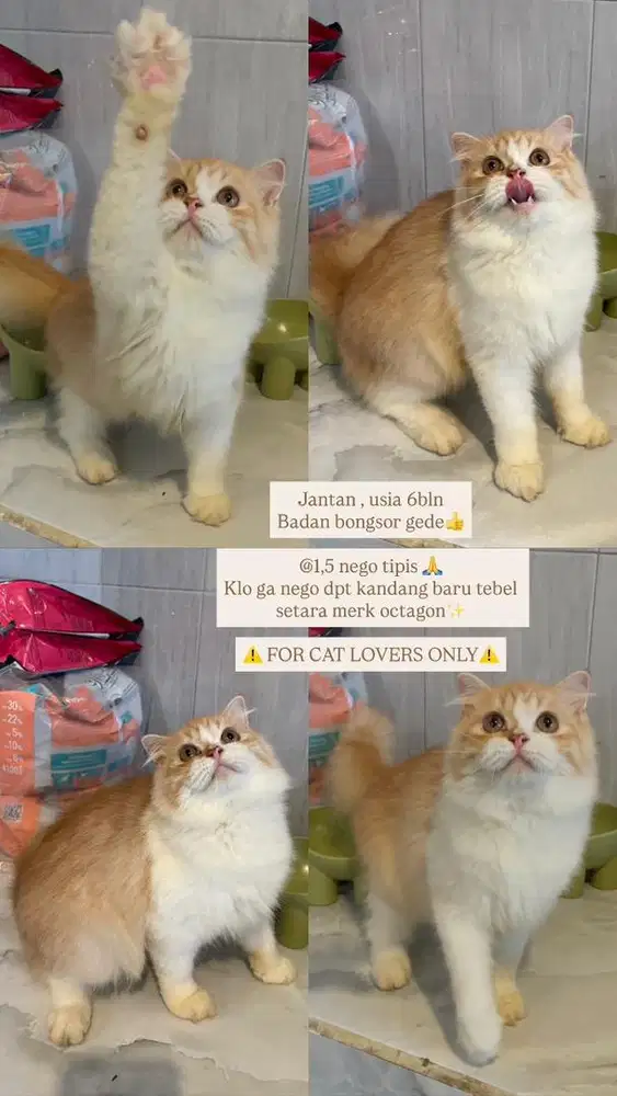 Fold longhair kitten usia 6bulan