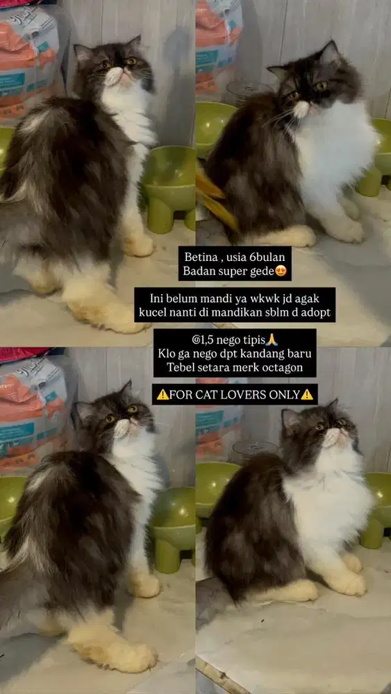 Fold longhair kitten usia 6bulan