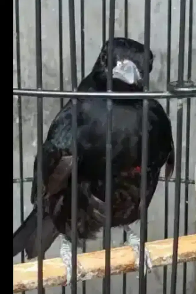 Kepodang Hitam Dada Merah