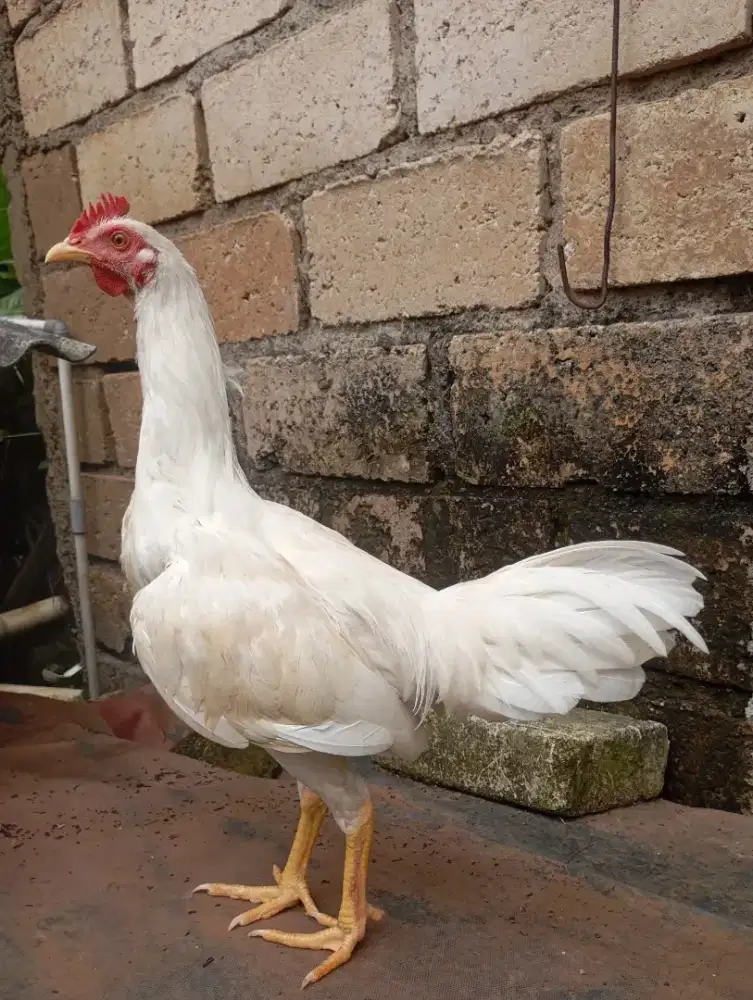 Ayam kampung putih jantan jago muda