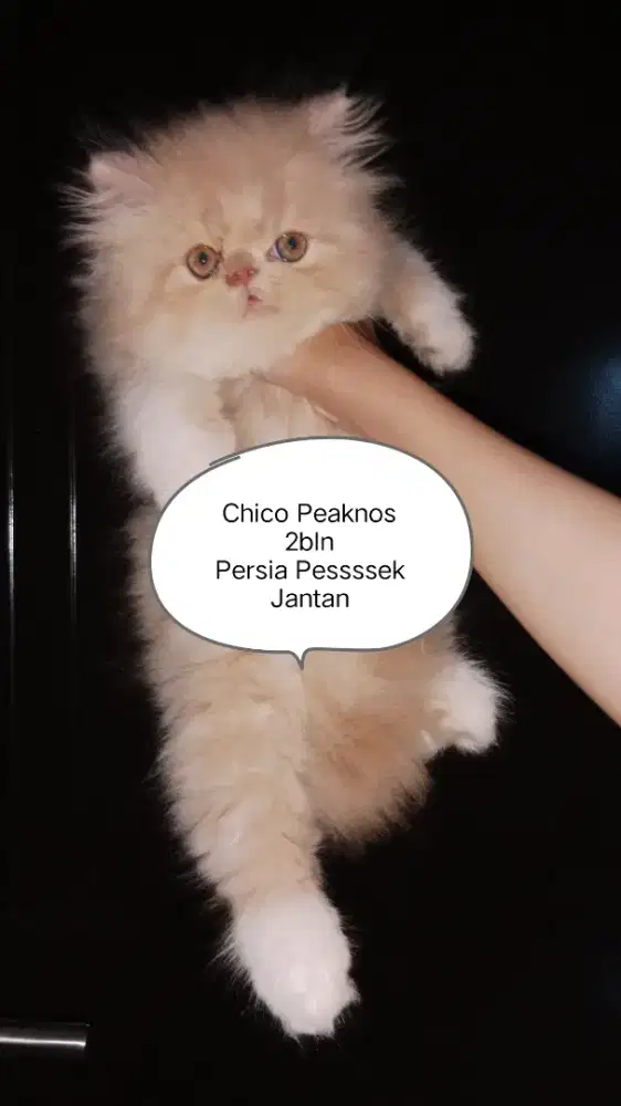 Lepas adopsi, Persia Peaknos/Pesek