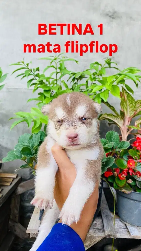 PUPPY HUSKY READY