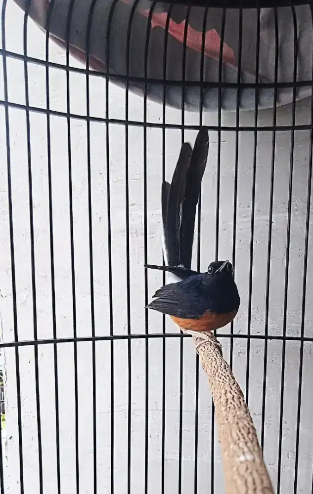 Murai batu mh prestasi