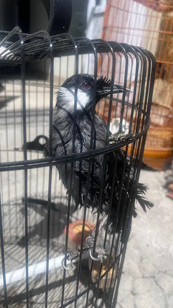 Jual Burung Cucak,Poksay,