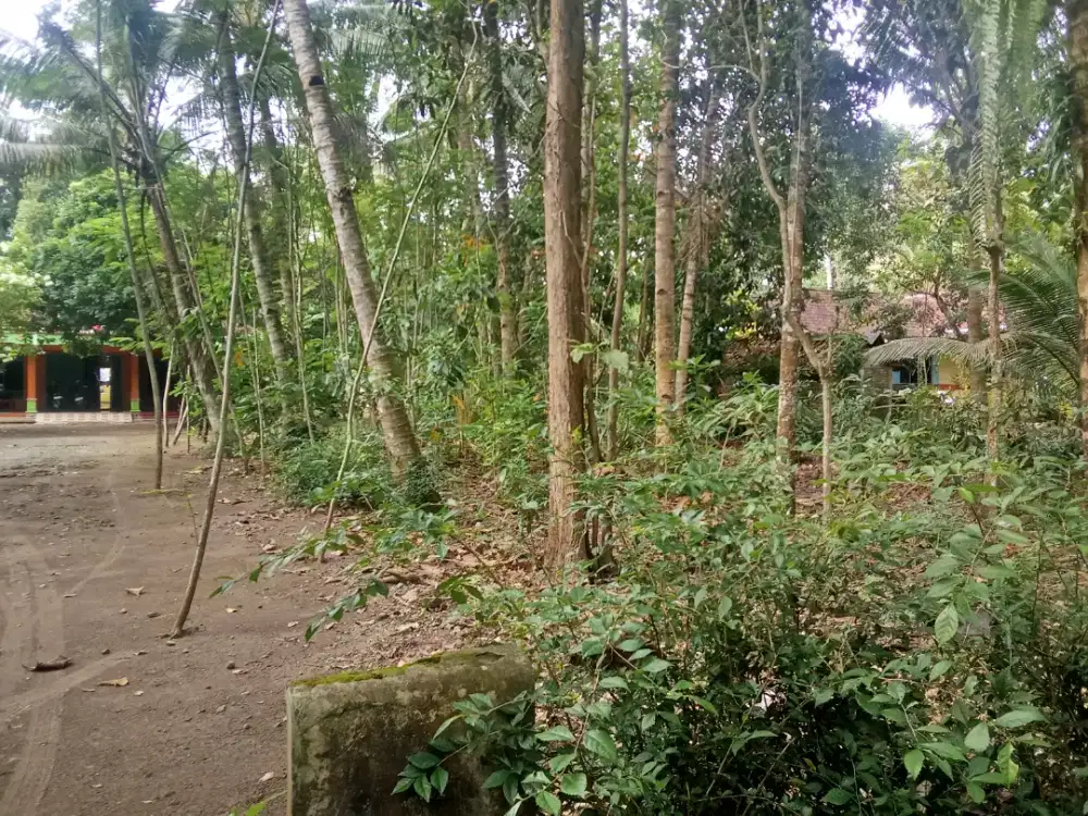 Jual pohon kelapa berbuah