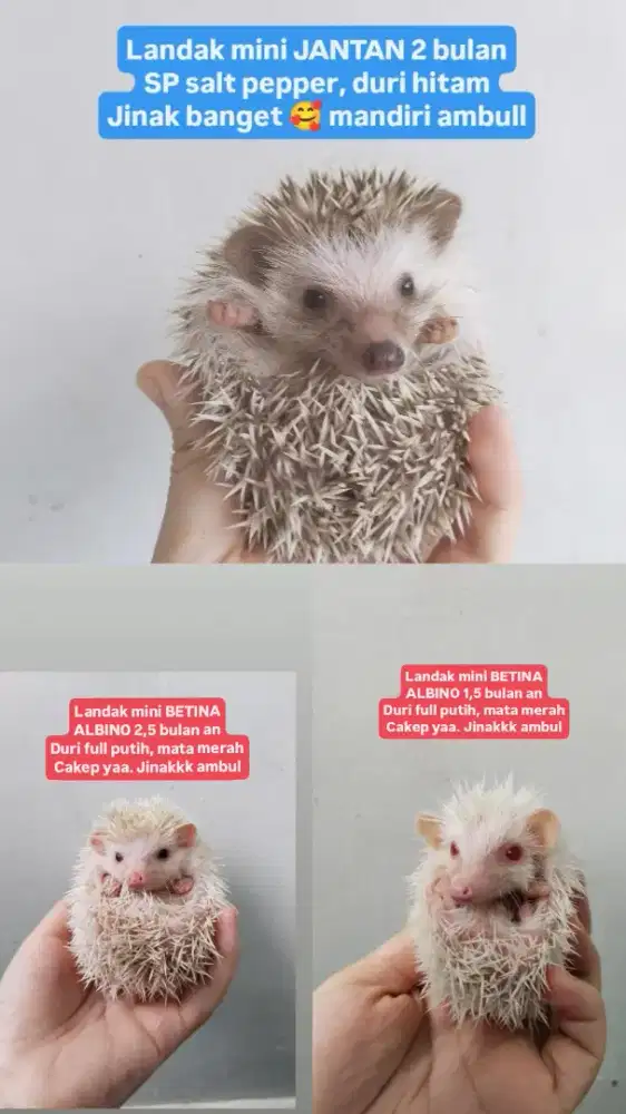 Landak mini jantan betina anakan kandang sg hamster
