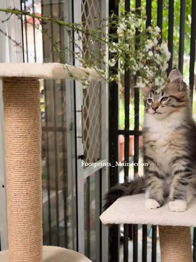 Kitten Mainecoon Kucing Maine Coon