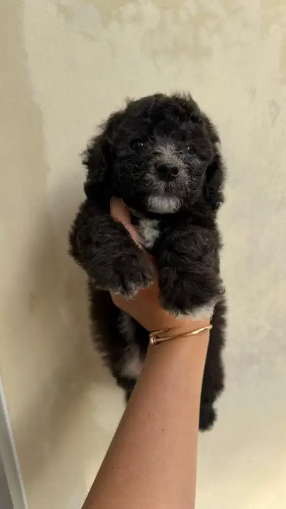 Silver poodle mix bichon