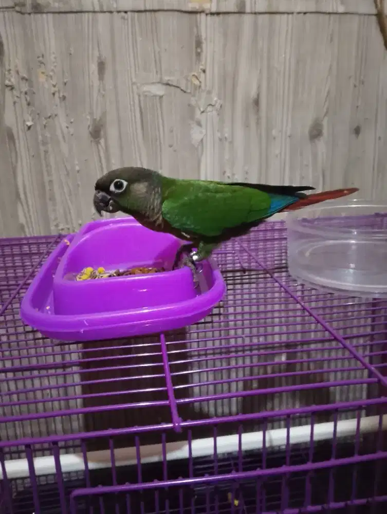 Green Cheeked Conure
