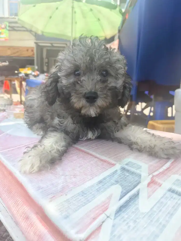 Puppy poodle Betina non STB