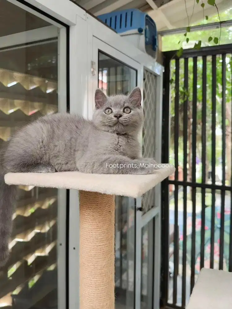 Kitten BSH Kucing British Short Hair
