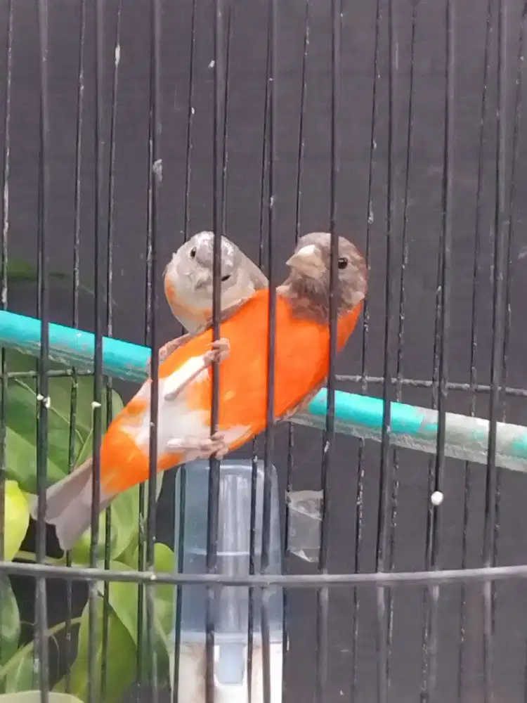Dijual Burung Red Siskin Dilute