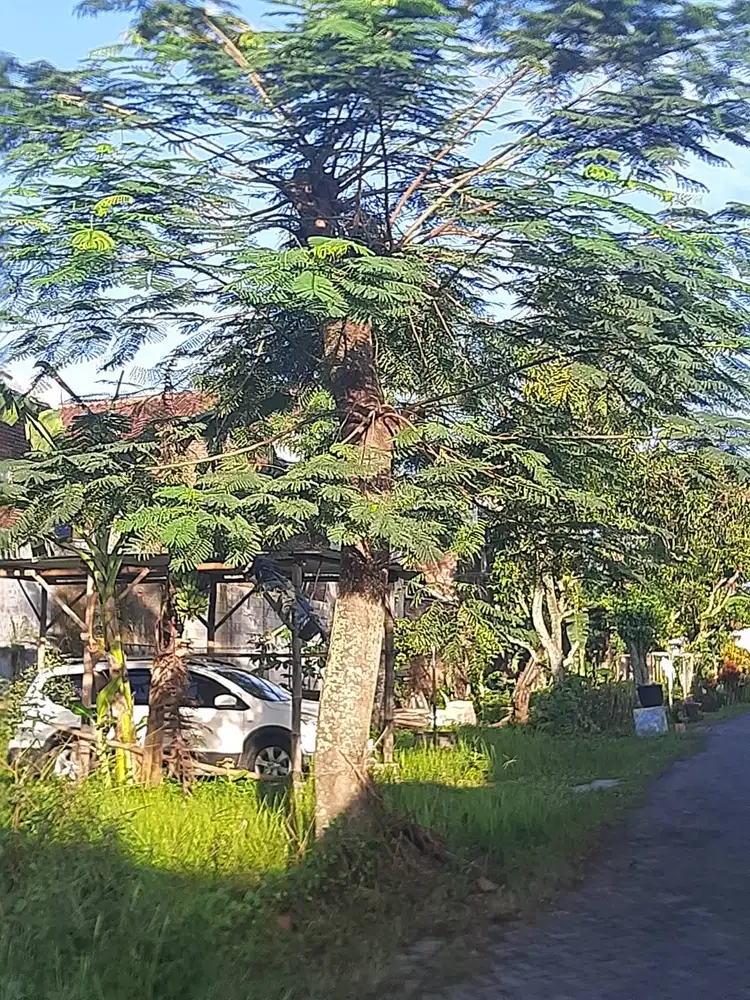 Pohon ketapang masih tertanam cocok untuk taman depan rumah