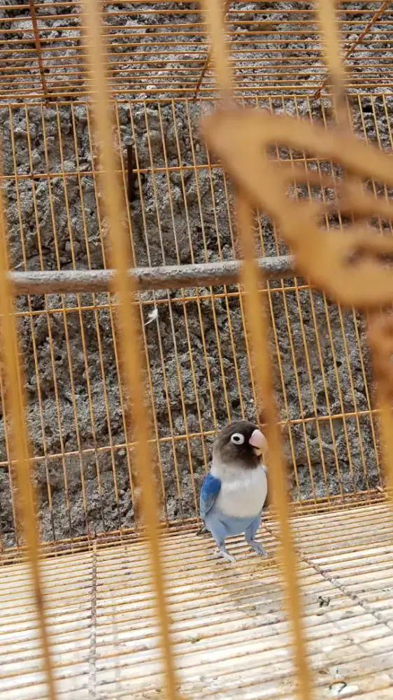 Lovebird burja mahar aja 230